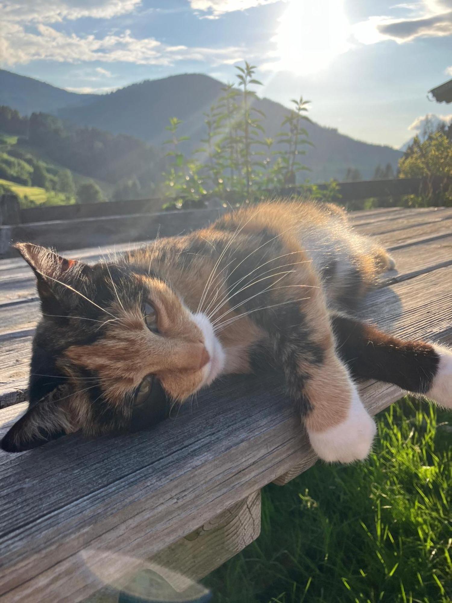 Viehhofbauer Villa Maria Alm am Steinernen Meer Dış mekan fotoğraf